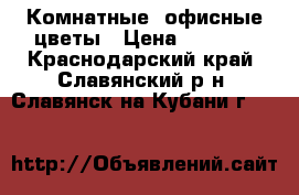 Комнатные, офисные цветы › Цена ­ 2 000 - Краснодарский край, Славянский р-н, Славянск-на-Кубани г.  »    